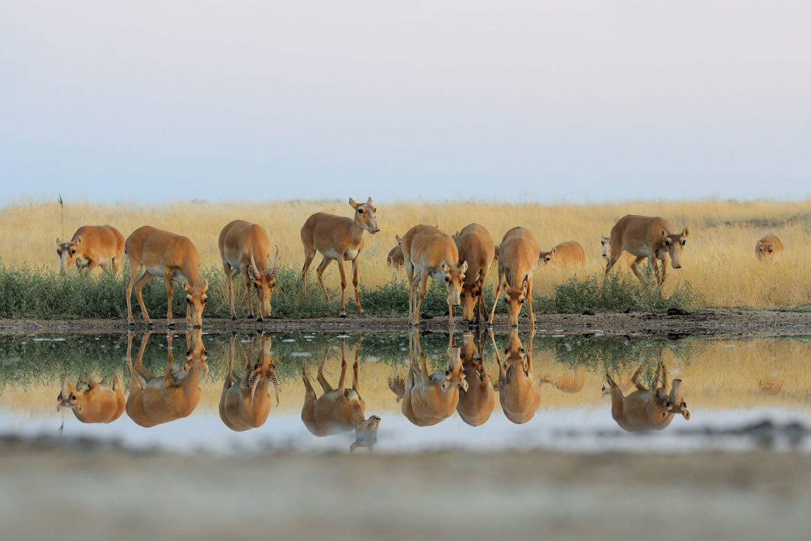 Saiga Antelopes Are Struck Again by a Plague in Central Asia